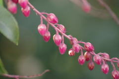 春の陽気の花散歩‐馬酔木