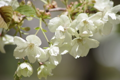 霞城の桜‐ウコン