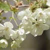 霞城の桜‐ウコン