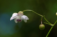 蓮華升麻-2