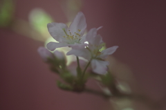 春を先駆けて-啓翁桜6
