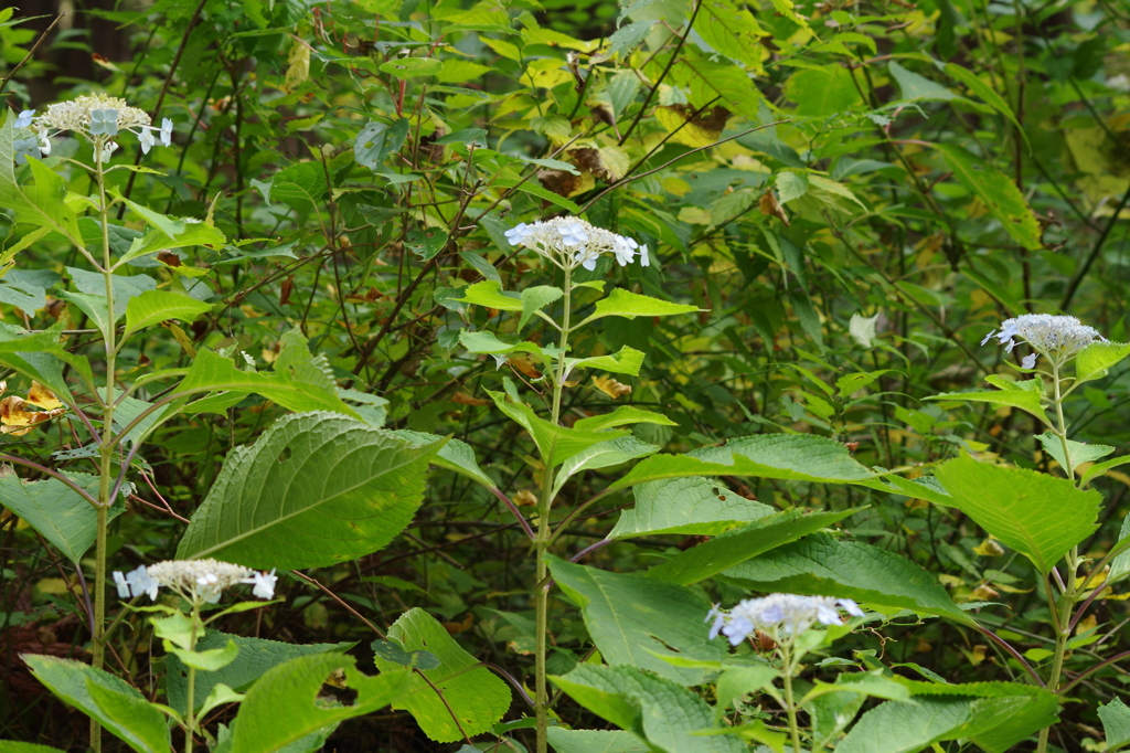 秋の紫陽花-5