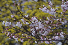 春の競い合い-2