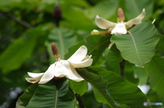 鳥海ブルーラインの花-泰山木