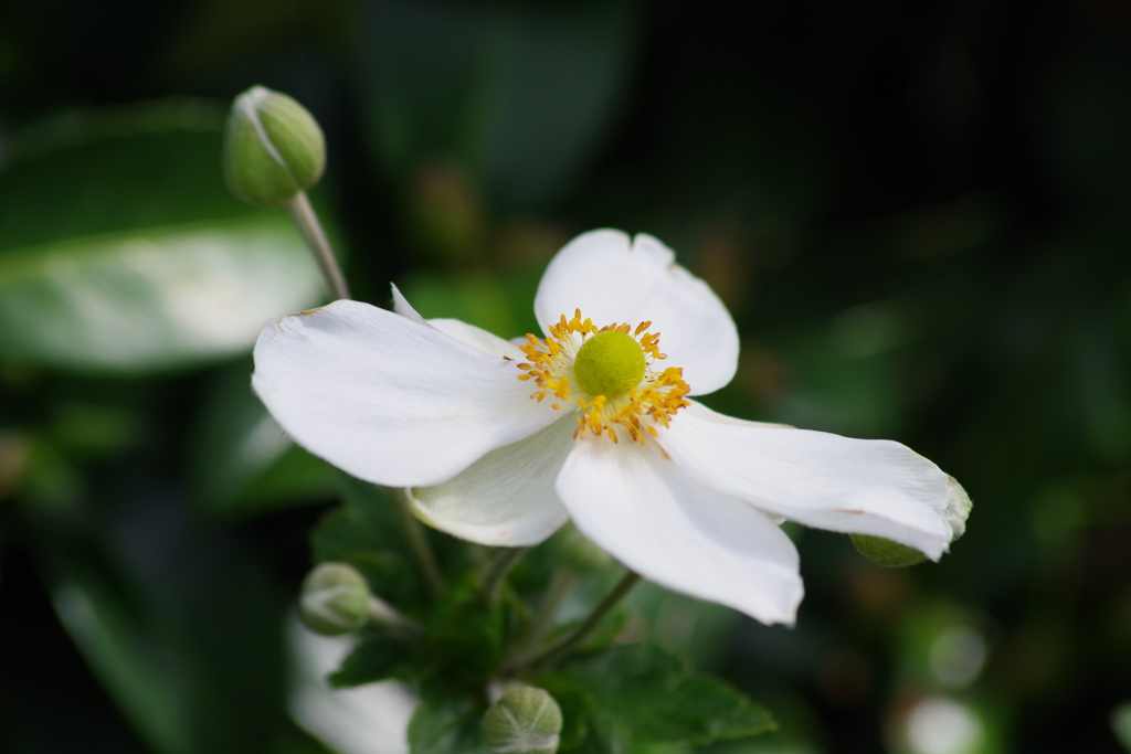 花散歩‐秋明菊の白花