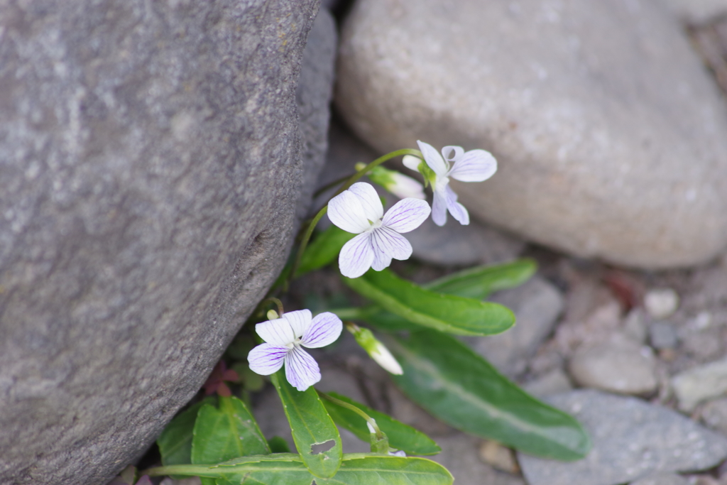 花散歩‐水路の石垣に咲くスミレ