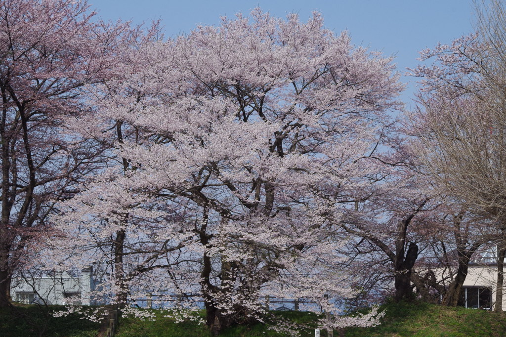 霞城の桜-1