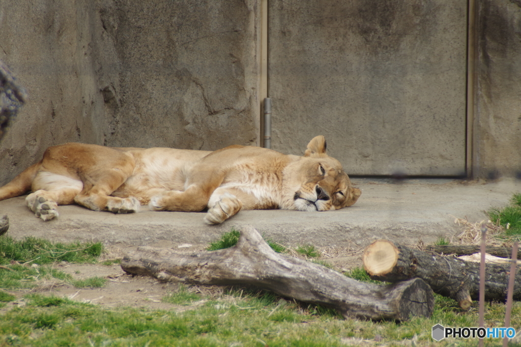 ライオンは。。眠い。。