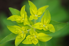 花散歩-葉だか花だか?