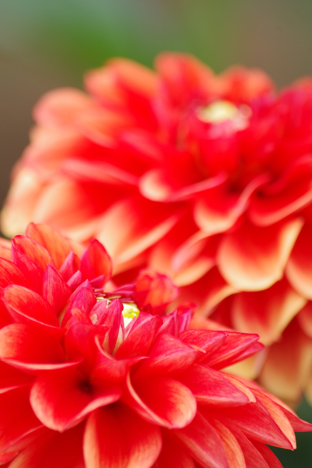 秋田のダリア-シャイニーオレンジ