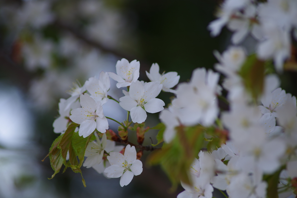 桜色-山桜2