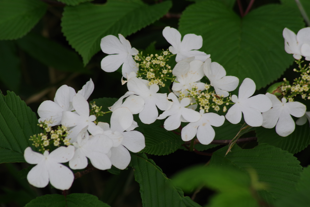 鳥海ブルーラインで花探し-ヤブデマリ
