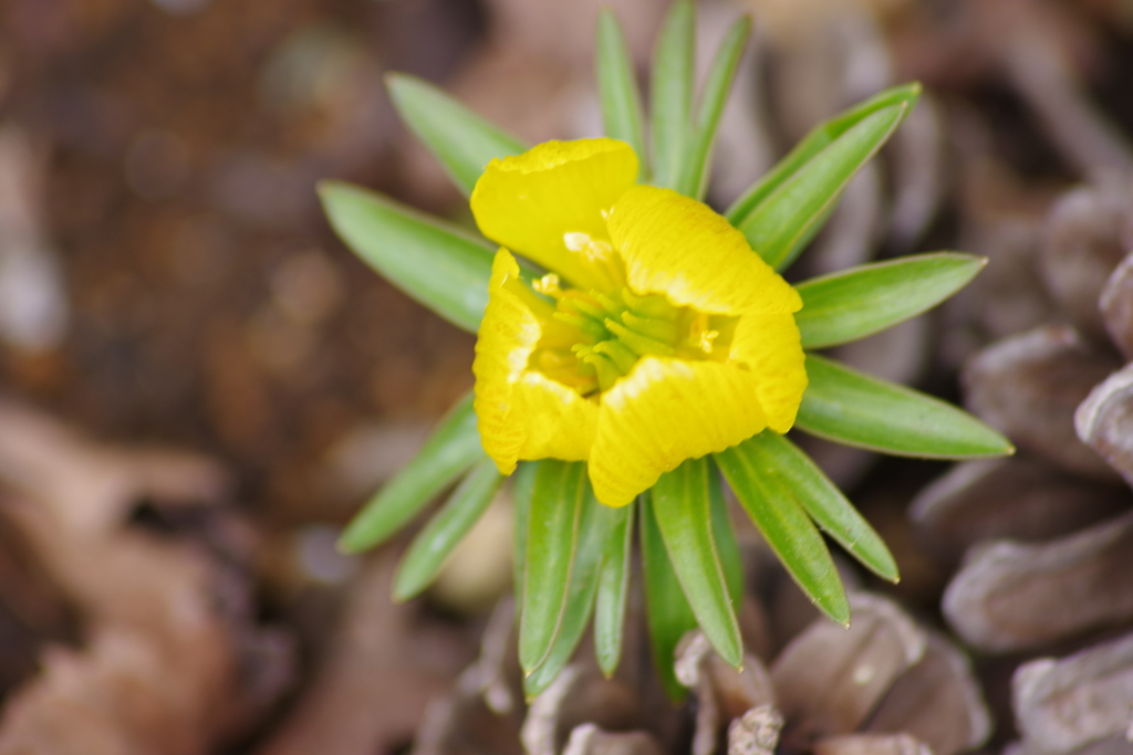 薬用植物園の春‐黄花節分草