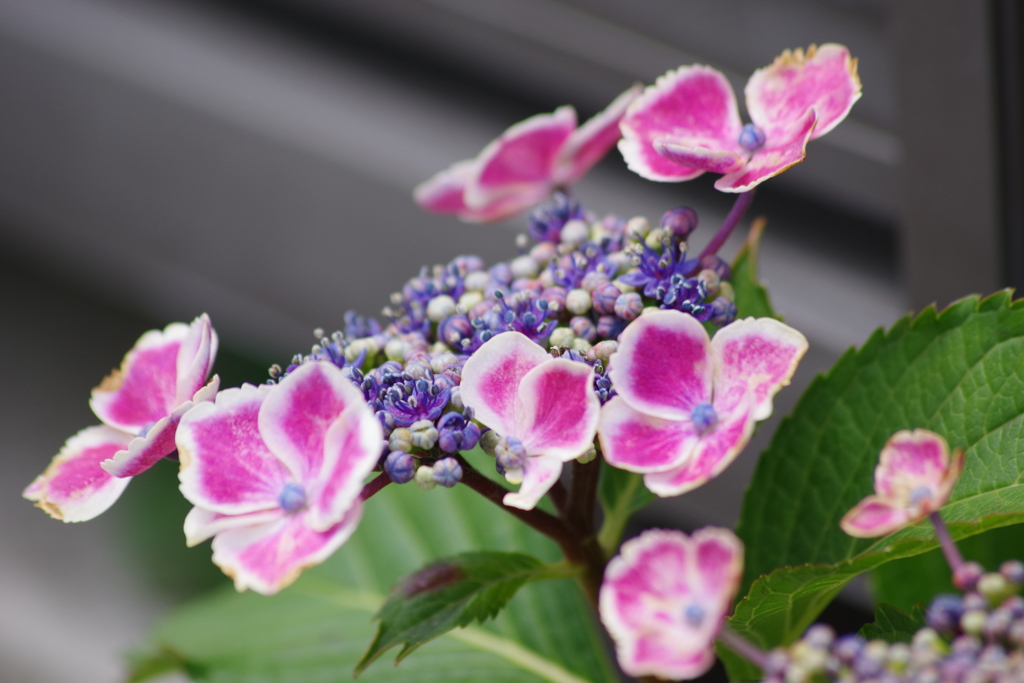 梅雨空に似合う花-紫陽花6