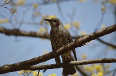 サンシュユとヒヨドリ-1