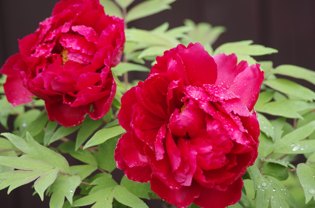 雨の日の花散歩-牡丹2