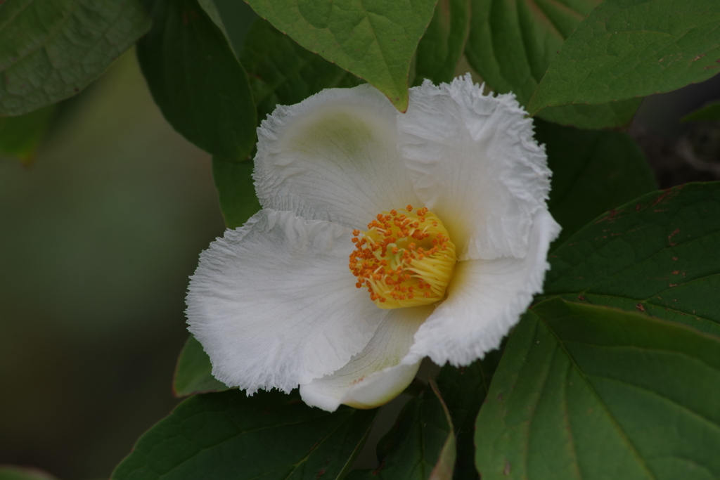 花散歩‐夏椿