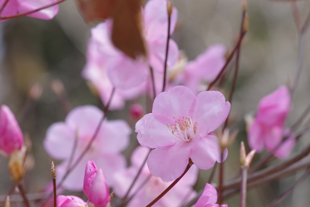 野草園の春-アカヤシオ