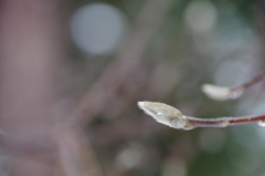 雪中散歩‐コブシの冬芽