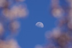 霞城の昼の月
