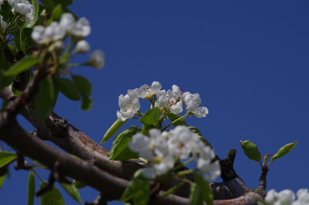 梨の花-4