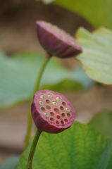 蜂巣の彩り