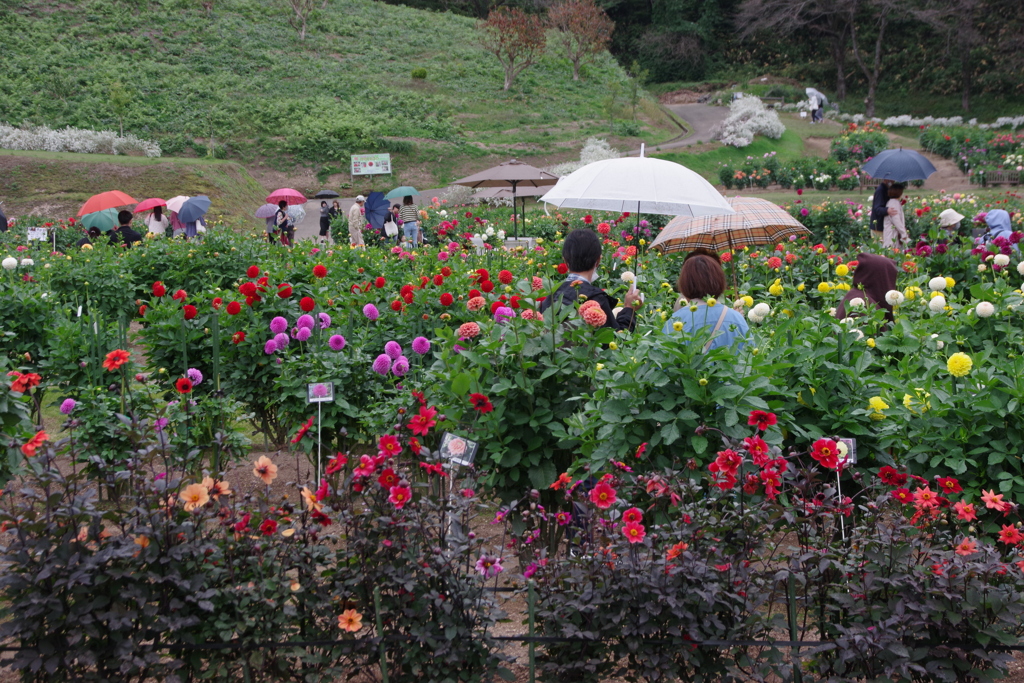 秋田国際ダリア園-4