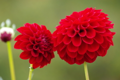 山形のダリア‐深紅の鞠