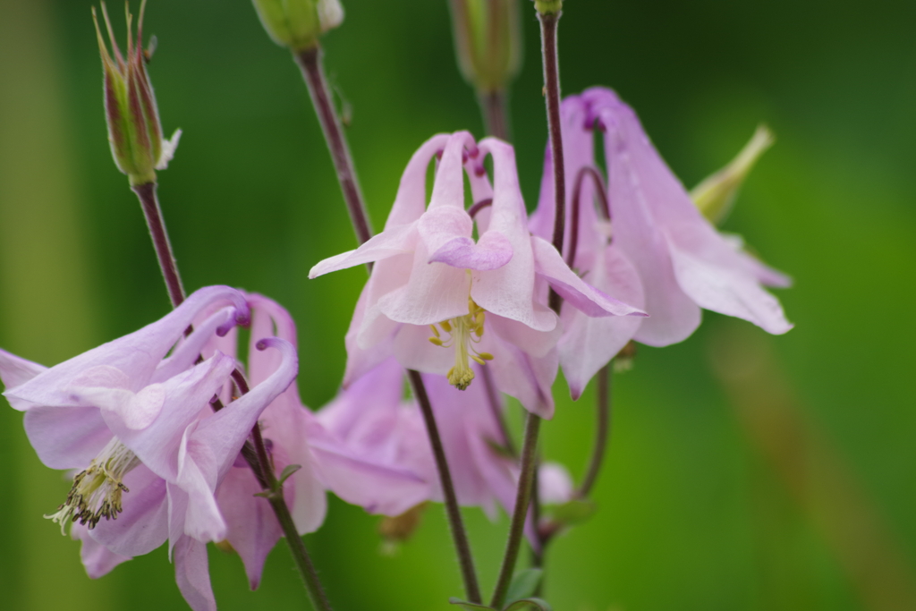 花散歩-ピンクのオダマキ