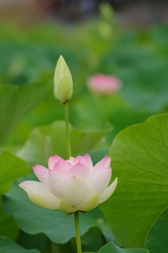 桃蓮-3