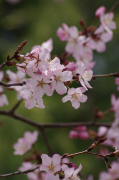 桜・さくら・サクラ-13