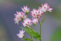 秋の野の花‐オオミゾソバ