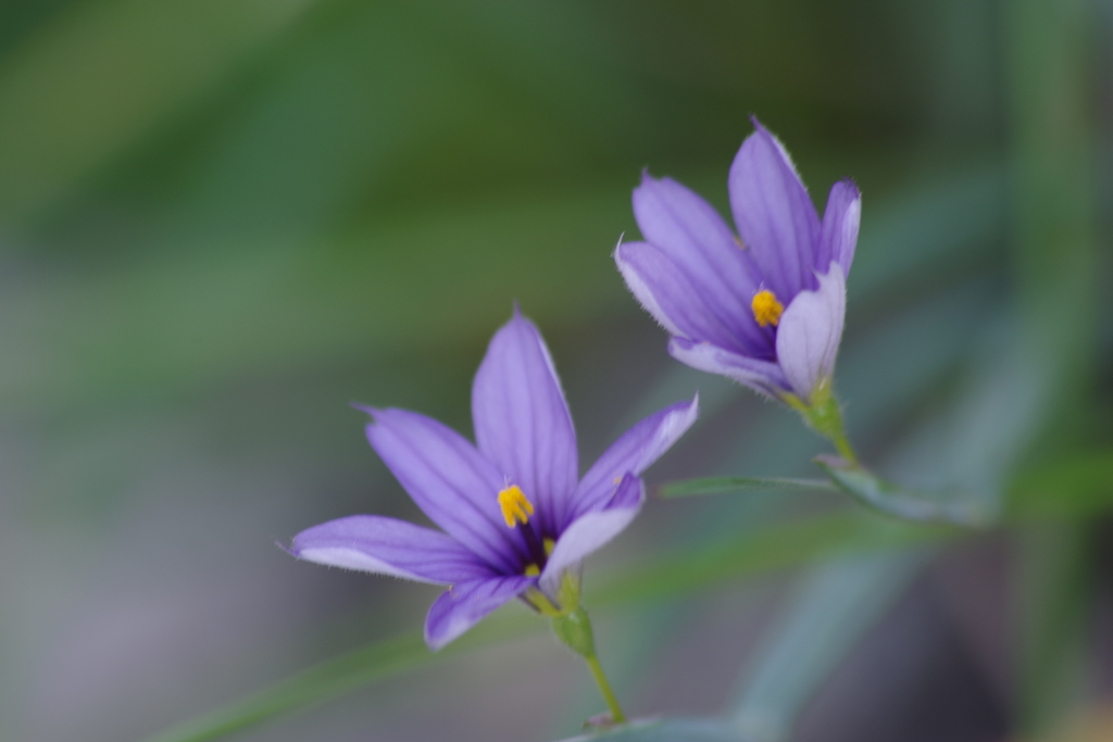 花散歩-庭石菖