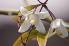 春の陽気の花散歩‐冬咲クレマチス
