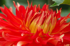 秋田のダリア‐秋田舞子