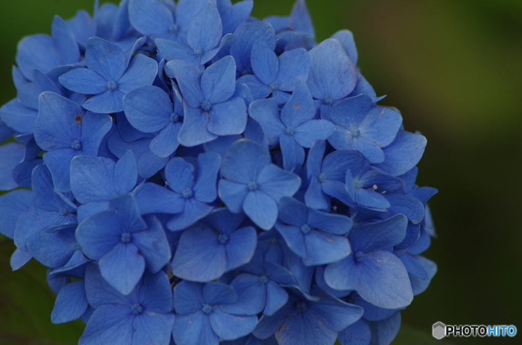 紫陽花の八変化の2