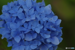 紫陽花の八変化の2