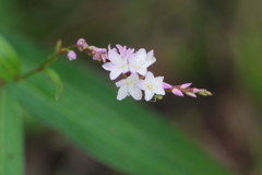 秋の野草園‐桜蓼