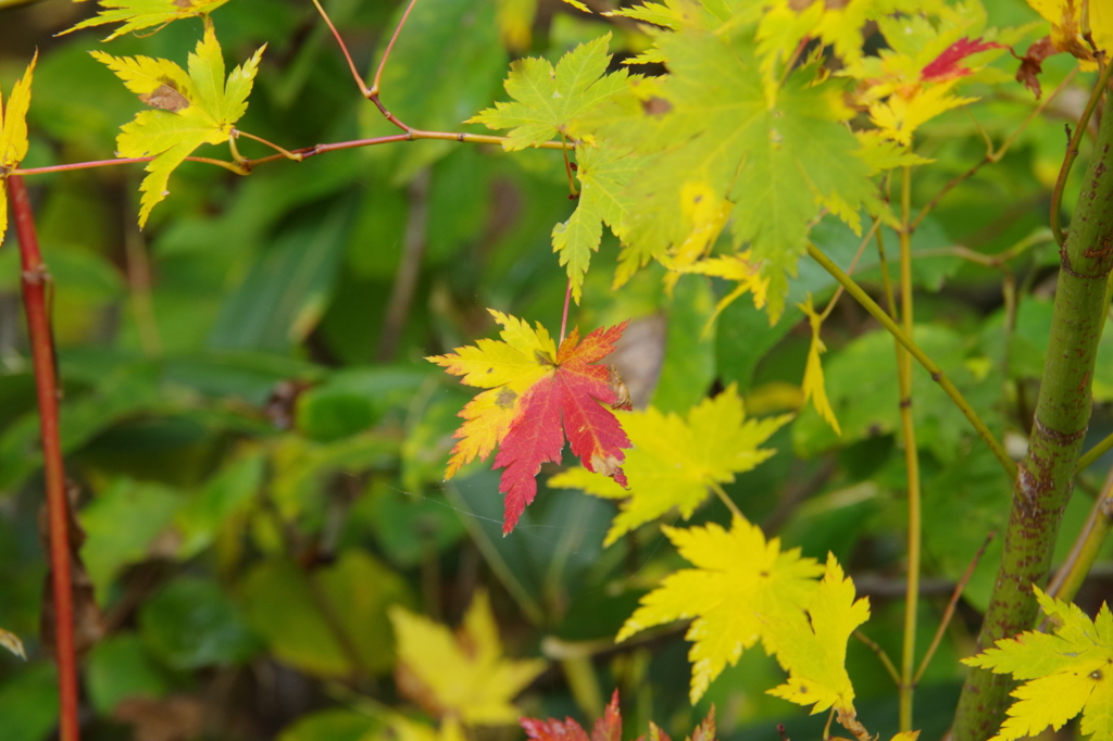 紅葉の三原色-3