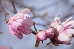花散歩‐シデコブシ