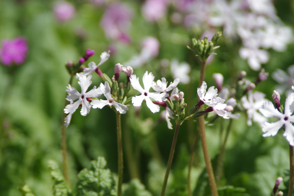 五月の風₋日本桜草3