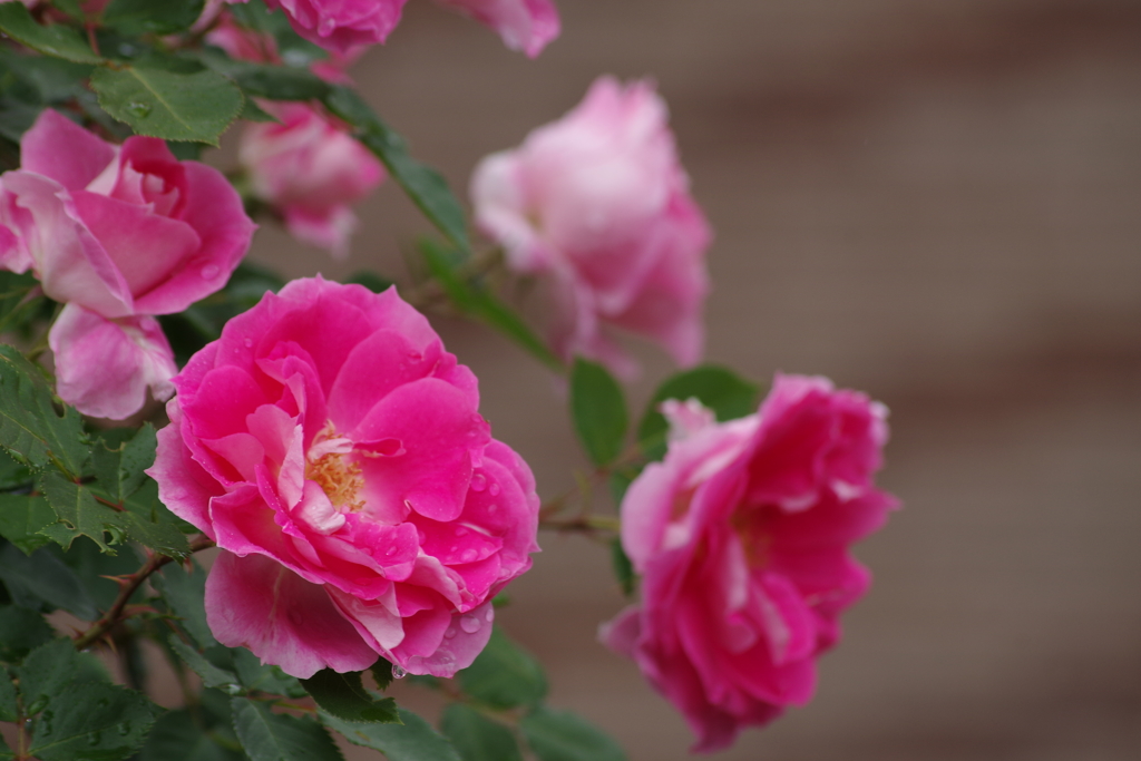 6/6 ケアフリーワンダー