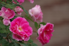 6/6 ケアフリーワンダー