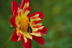 秋田のダリア-10　