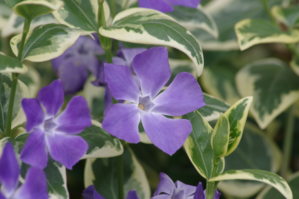 花散歩‐斑入り葉のツルニチニチソウ