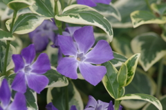 花散歩‐斑入り葉のツルニチニチソウ