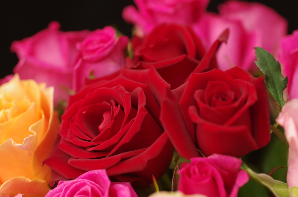 夜の薔薇スタジオ・4