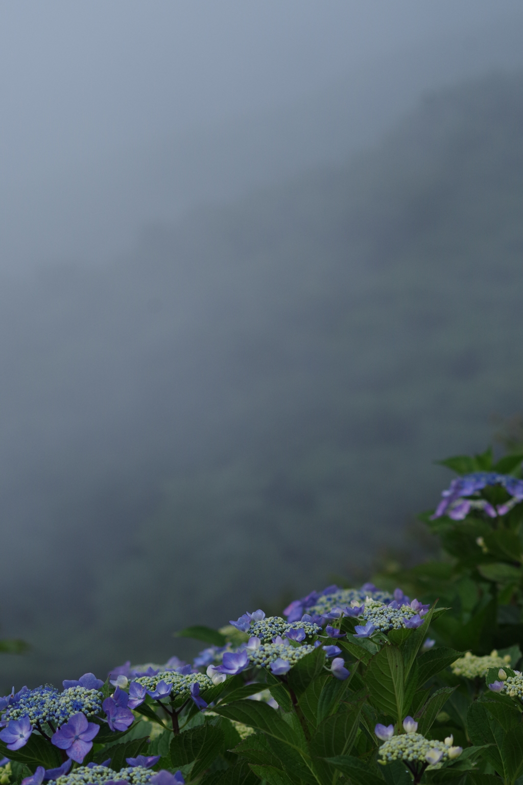 弥彦山の紫陽花7
