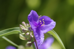 2018.6.14の花散歩‐紫露草