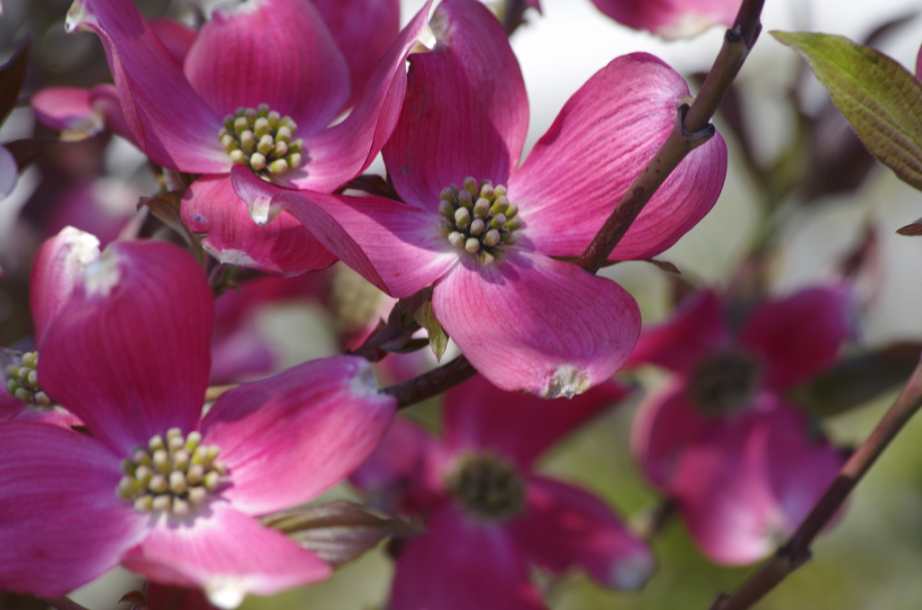 春を待つ心‐ピンクの花水木